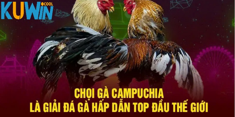 Điều hấp dẫn loại hình đá gà tại Campuchia là gì?